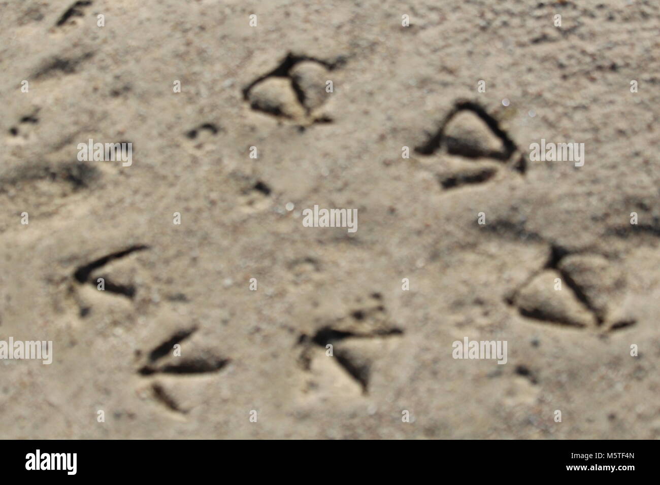 Vogel Titel an Wallasea Island, Essex Stockfoto