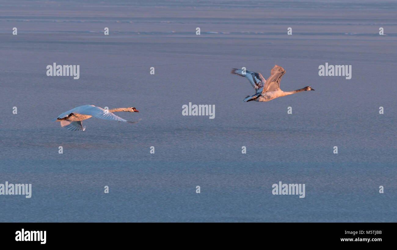 Höckerschwäne fliegen über den Balaton im Winter Stockfoto