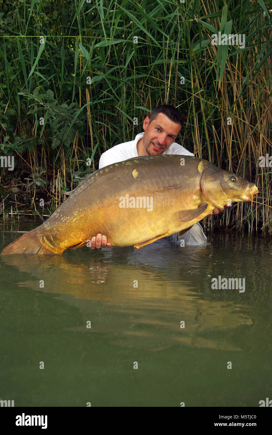 Karpfen angeln. Lucky Fisherman Holding ein riesiger Spiegel Karpfen Stockfoto