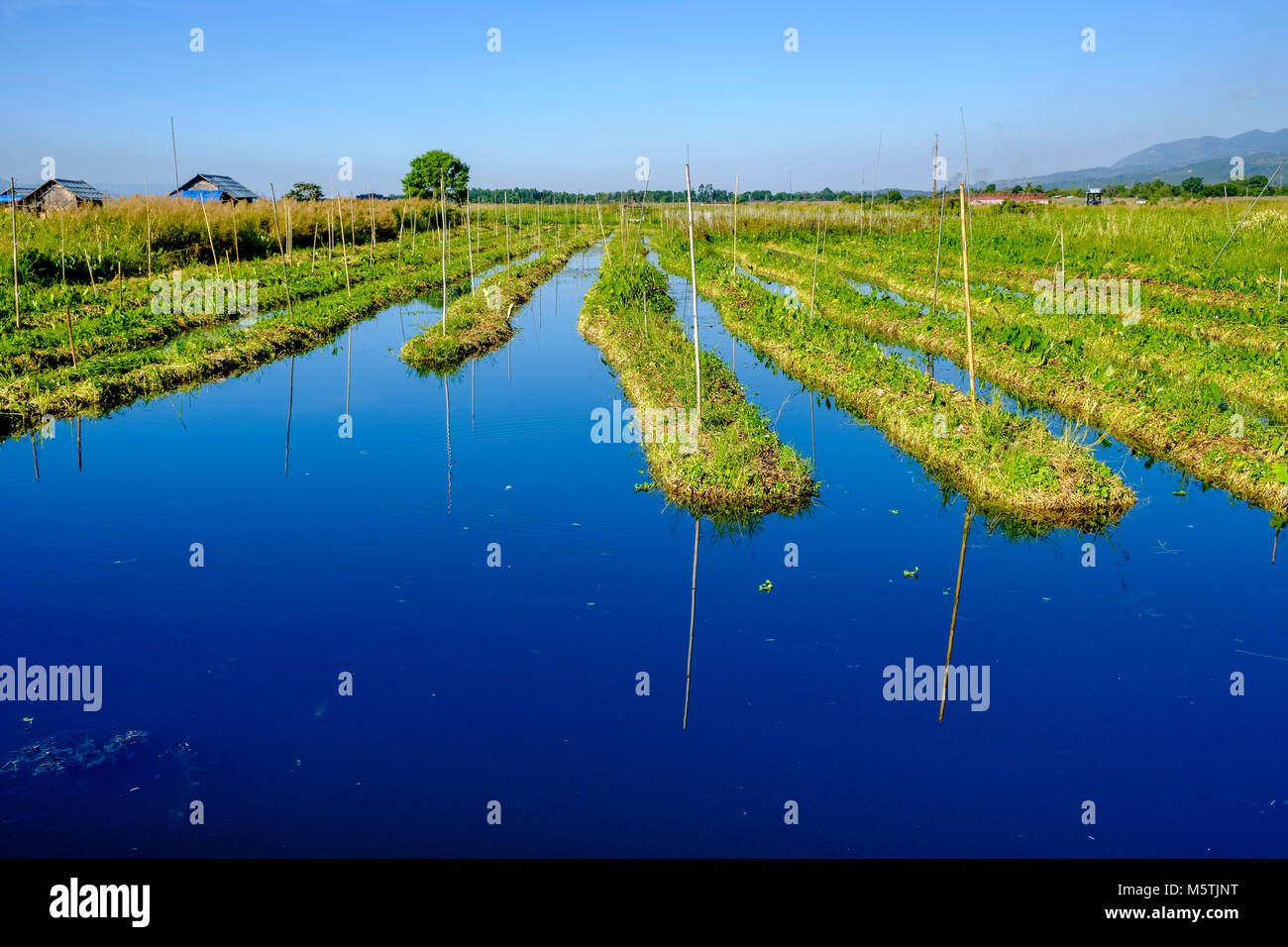 Schwimmen Gärten werden auf dem Inle See Tomaten und anderes Gemüse auf dem Inle See zu wachsen eingestellt Stockfoto