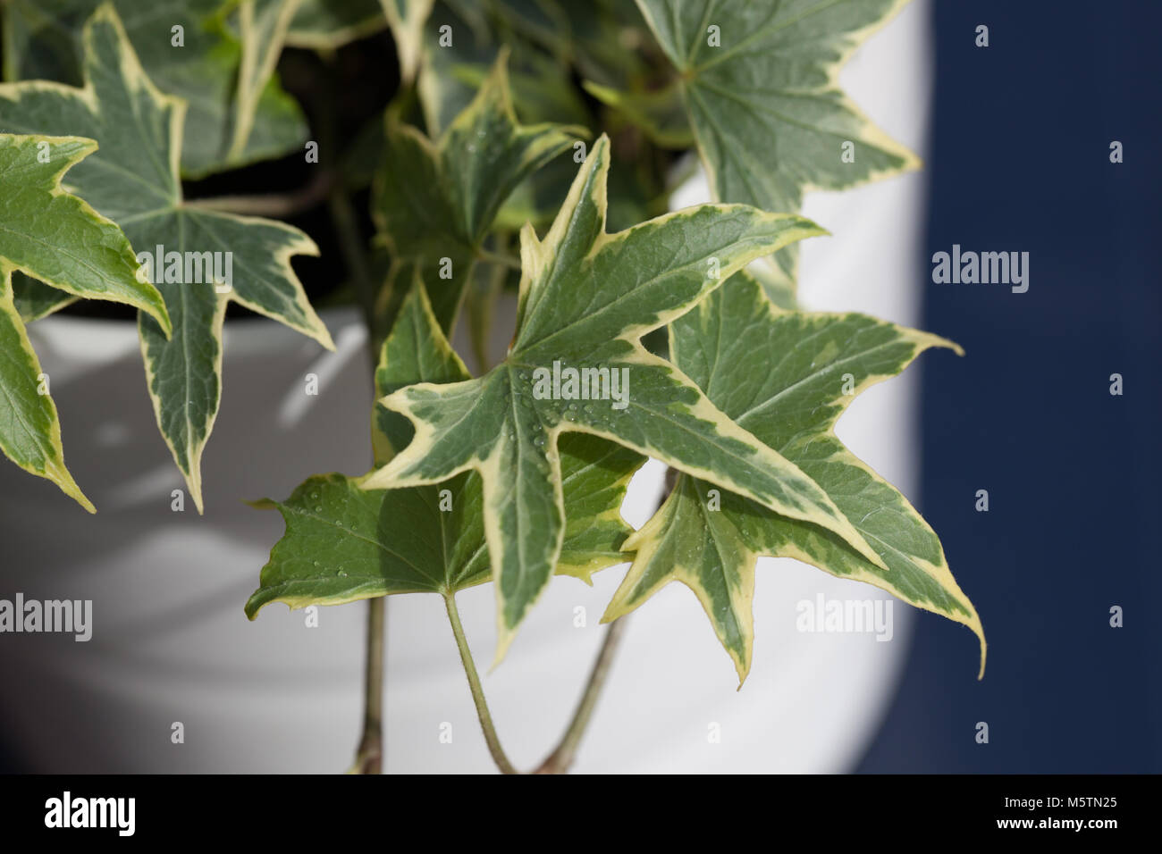 Efeu, Murgröna (Hedera helix) Stockfoto