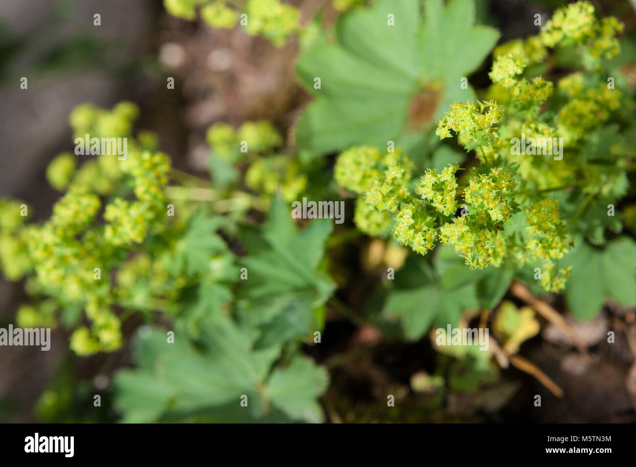 Alchemilla acutidens, Njurdaggkåpa (Alchemilla murbeckiana) Stockfoto
