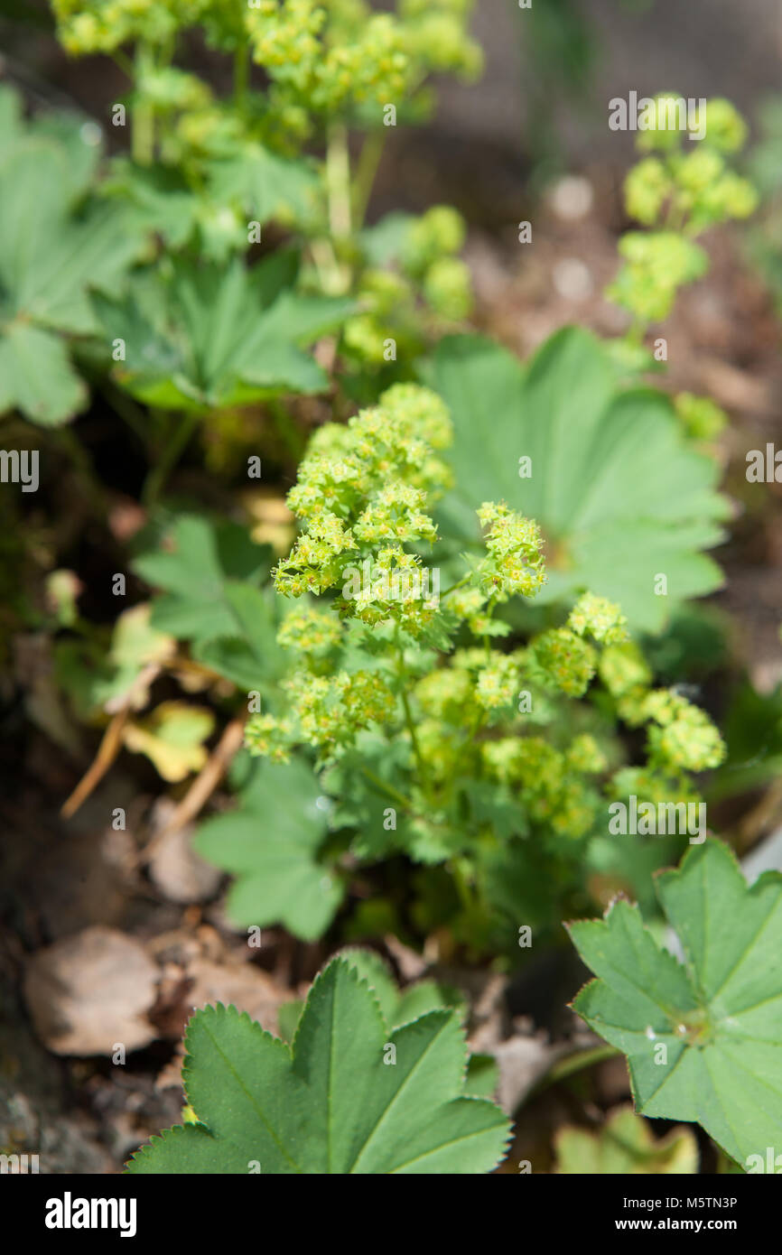 Alchemilla acutidens, Njurdaggkåpa (Alchemilla murbeckiana) Stockfoto