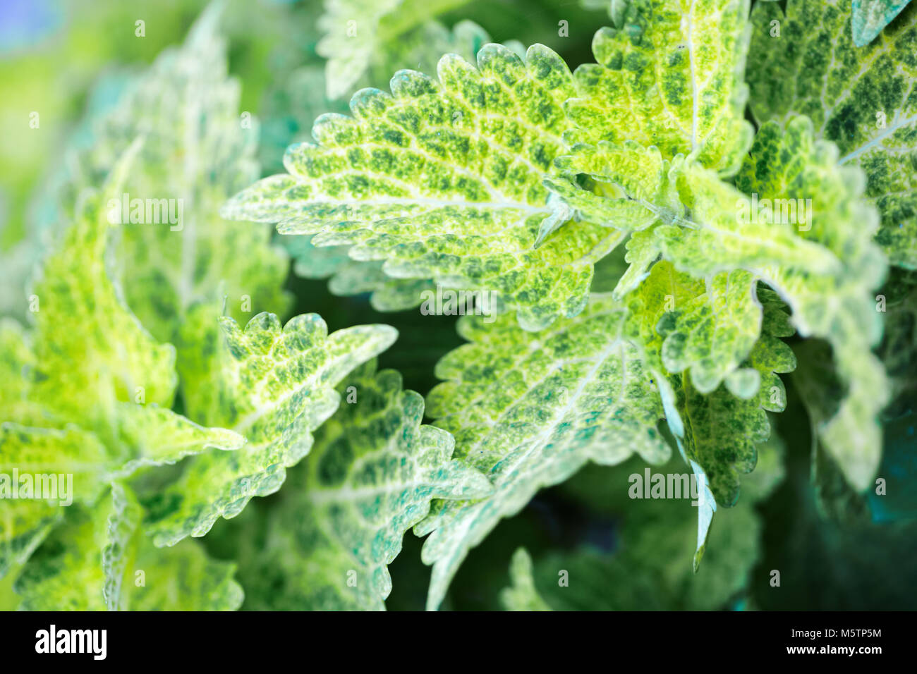 Malte Brennnessel ist Anlage für die Dekoration Stockfoto