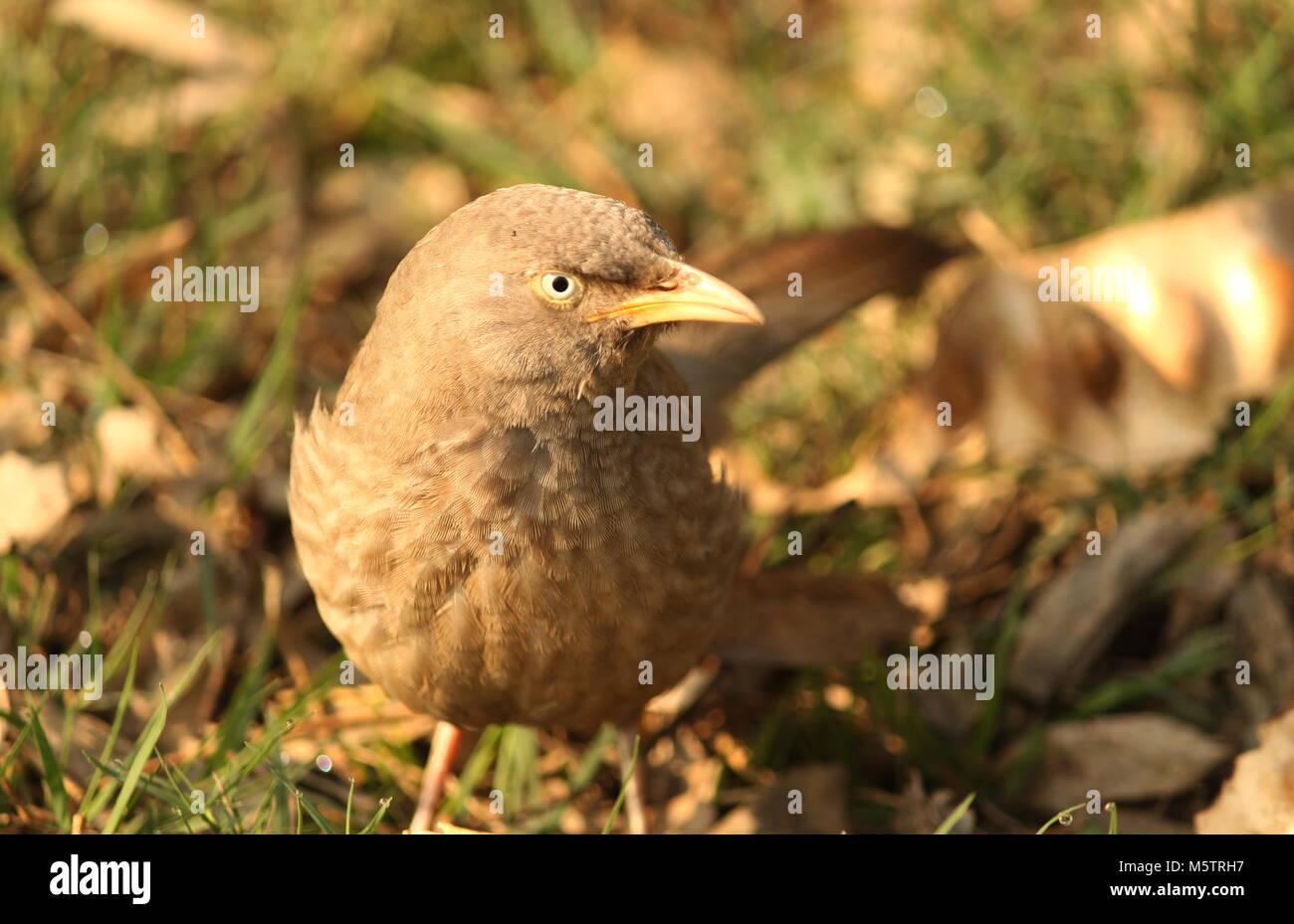 Jungle Babbler Stockfoto