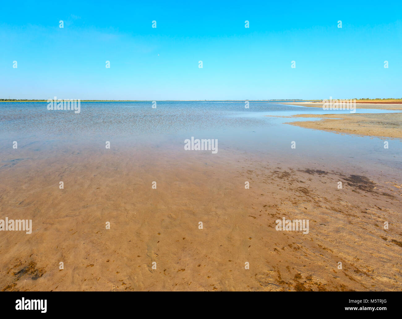 Oyster ustrychne See (See) in der Wiese in der Nähe des Asowschen Meer (Lazurne, Kherson, Ukraine) Stockfoto