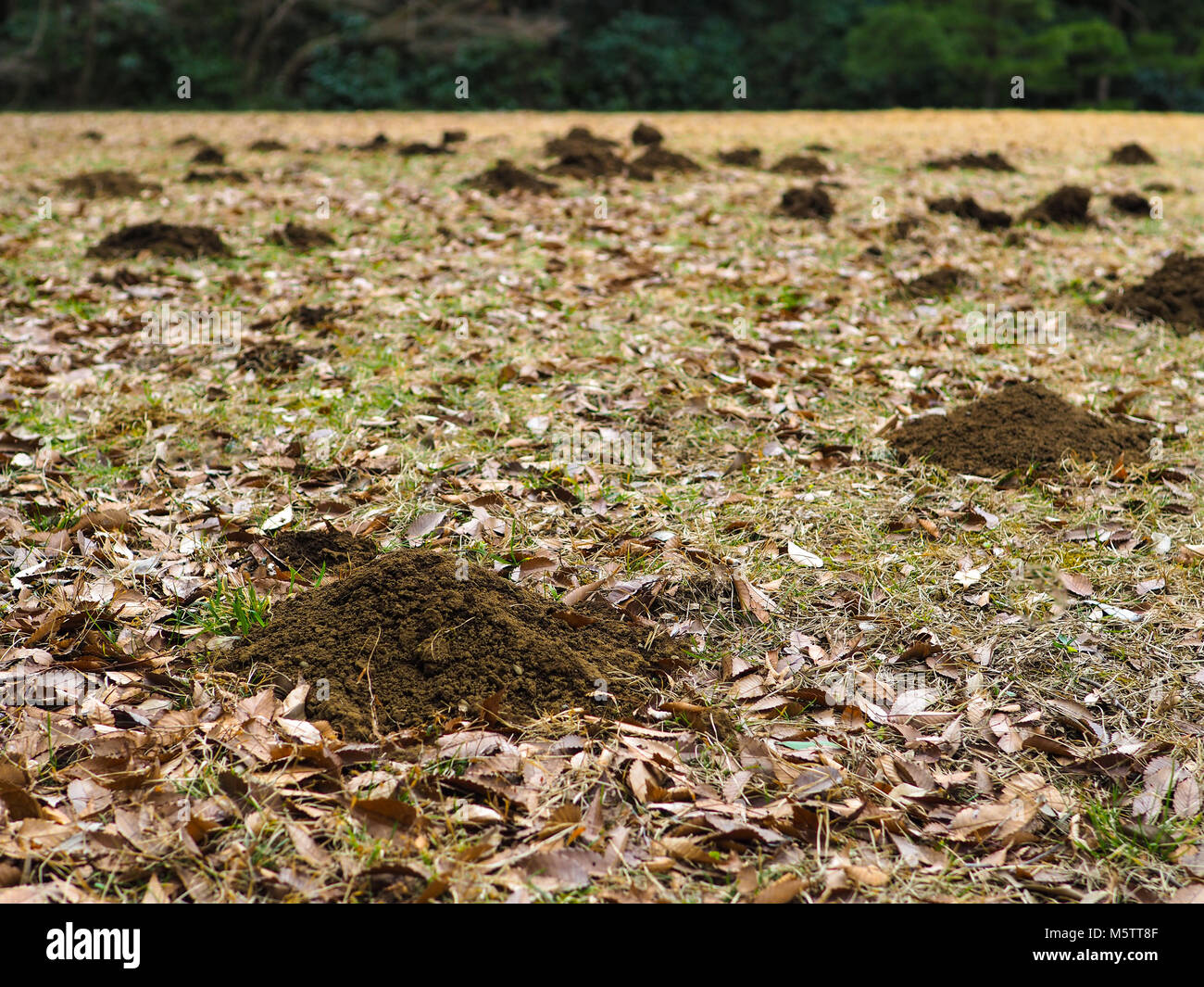 Maulwurfhügel verteilt sich über ein Feld. Kleine Berge von maulwurfshügel Schmutz von Tunneling Maulwürfe auf einem ansonsten Wiese. Stockfoto