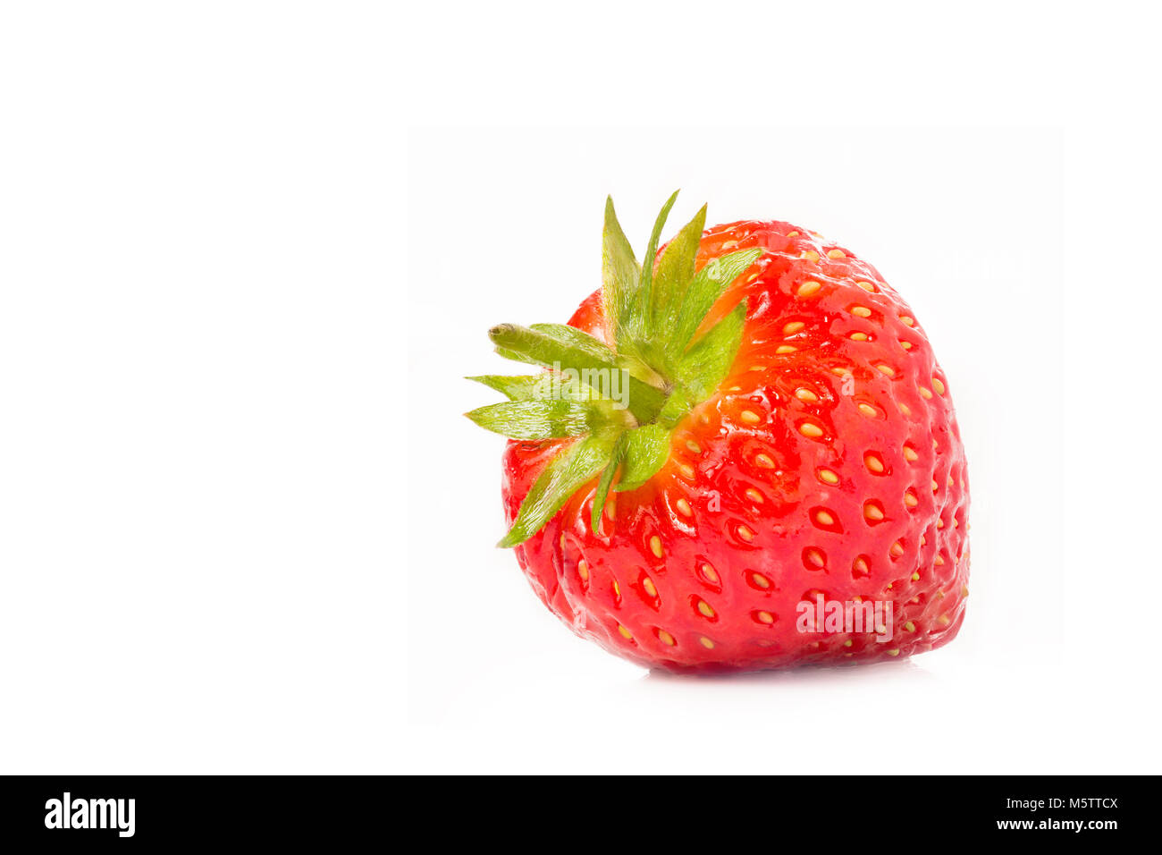 Single wet red frische Erdbeeren auf weißem Hintergrund mit Raum für Raum kopieren Stockfoto