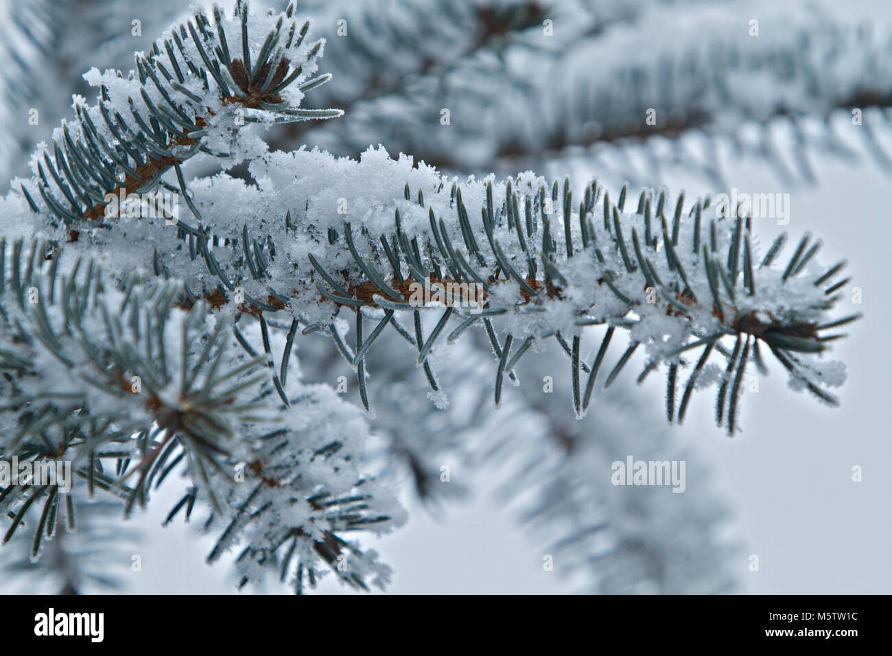 Pine Tree Branch mit Schnee bedeckt Stockfoto