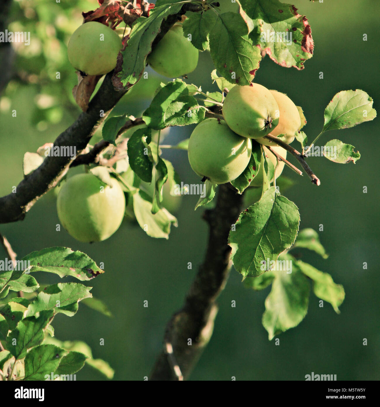 Apfel-Ast Stockfoto