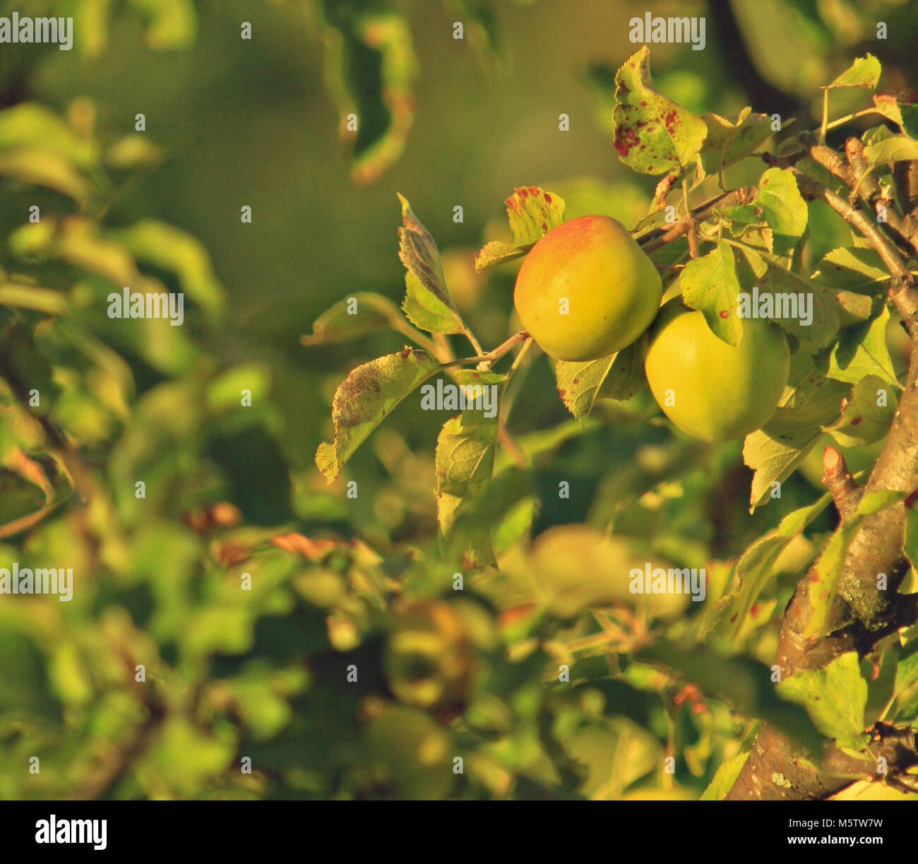 Apfel-Ast Stockfoto