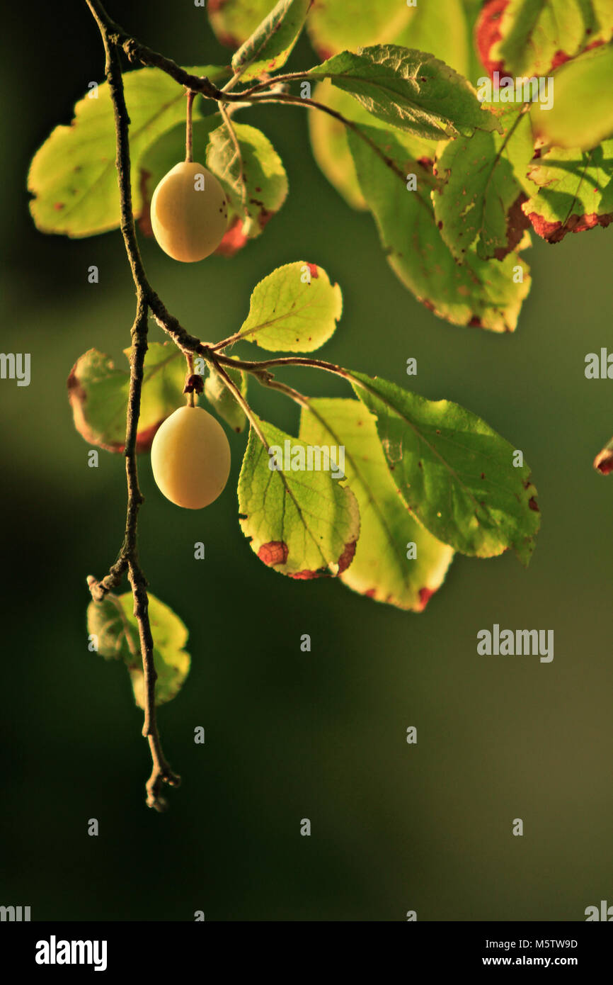 Plum tree branch Stockfoto