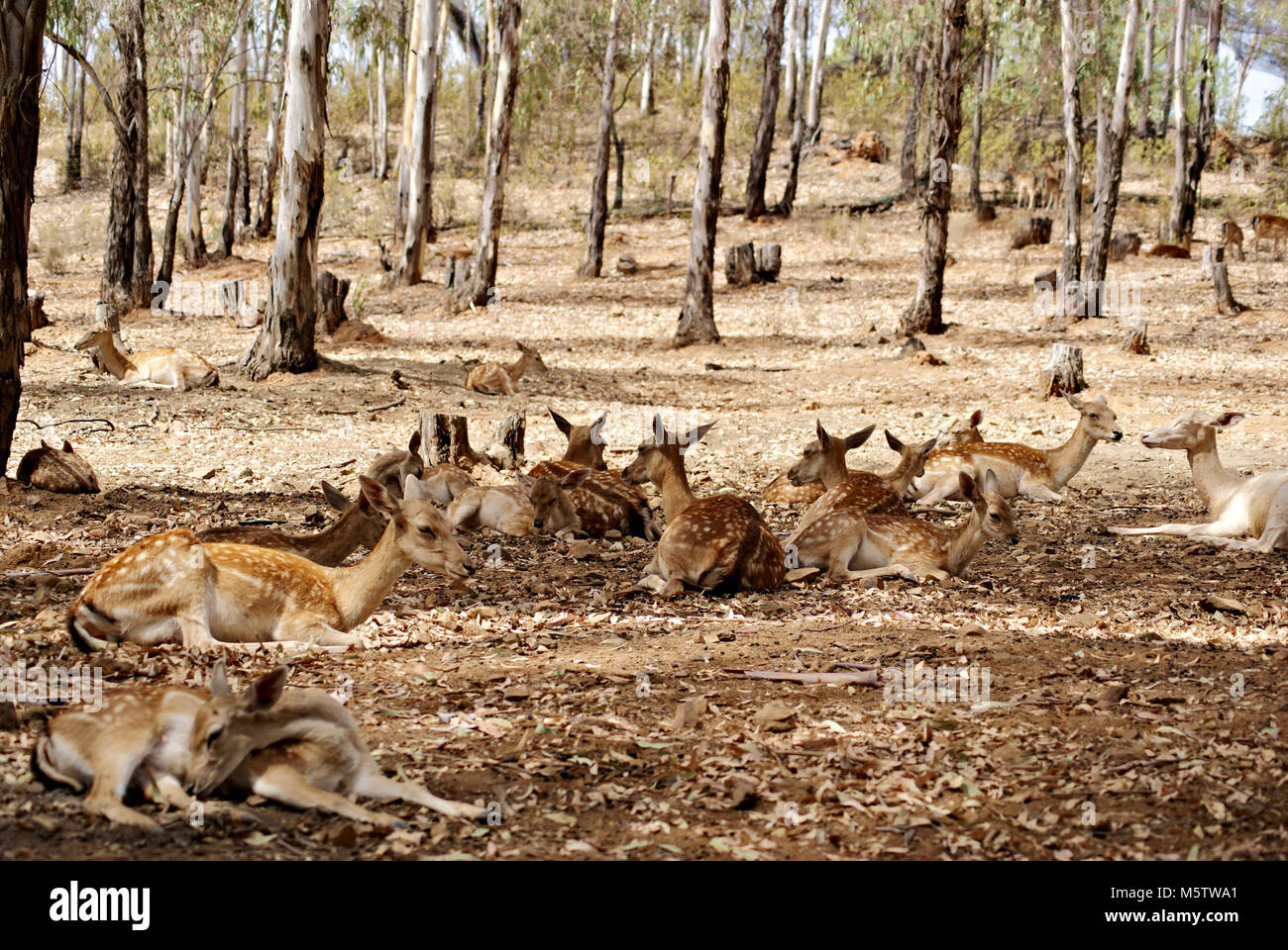 Familie der Hirsche im Eukalyptuswald Stockfoto