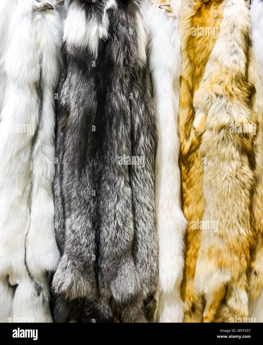 Detailansicht der dunklen Marmor artic und Red fox Pelze Stockfoto