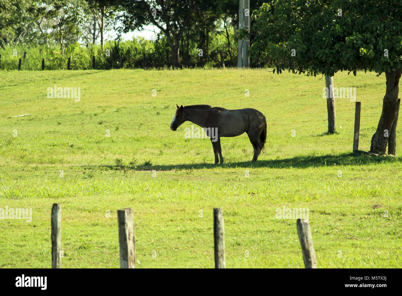 Cavalo descansando na Sombra Stockfoto