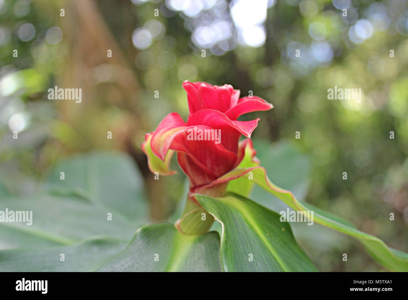 Eine einsame Rose in Maui, Hawaii Stockfoto