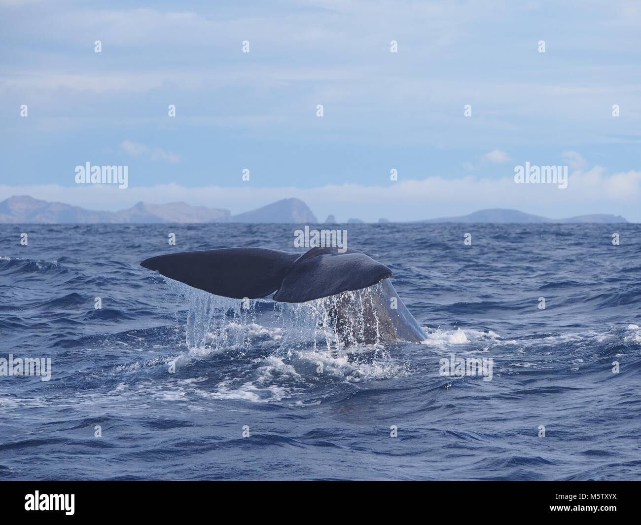 Sperm whale Fluke, Madeira Insel (Atlantischer Ozean) Stockfoto