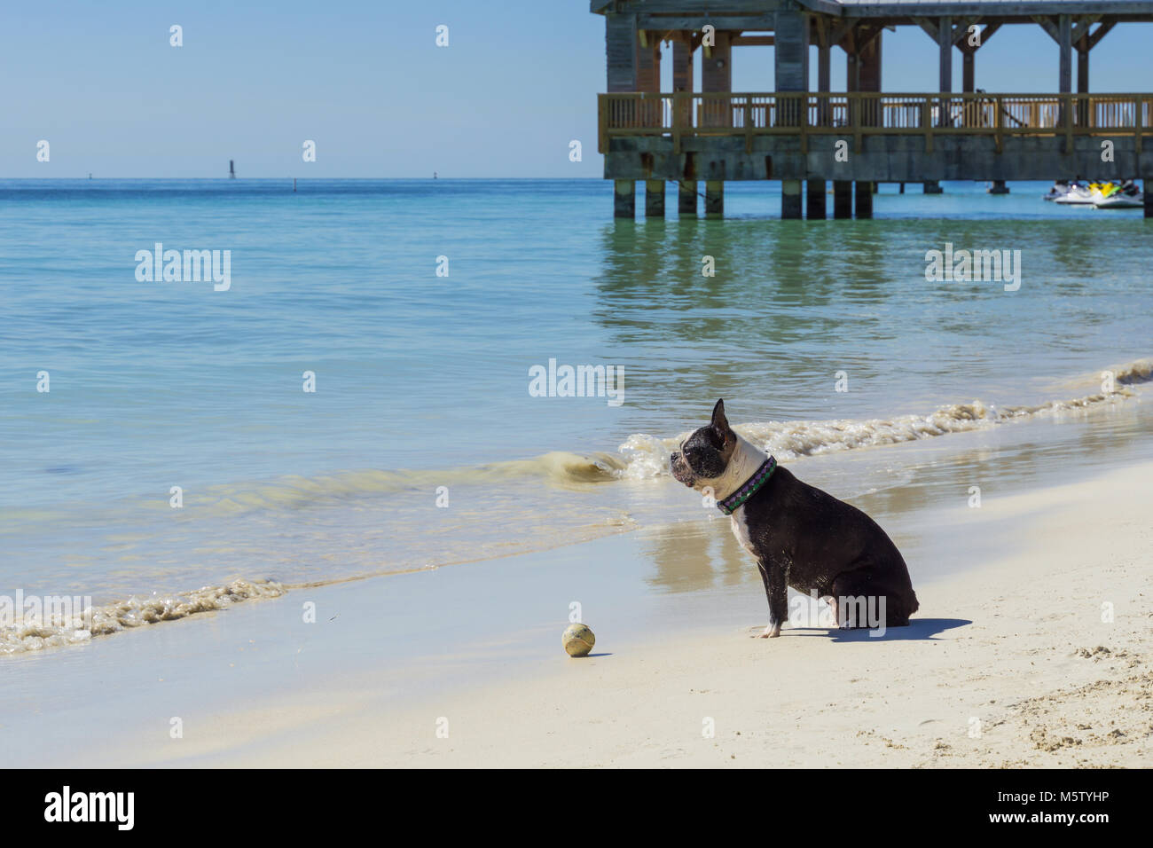 USA, Florida, sitzend Hund vor dem Ball am Strand spielen lustige Spiele Stockfoto