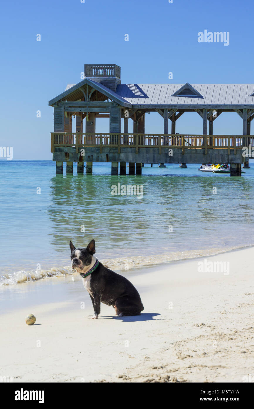 USA, Florida, Hund sitzt vor dem Ball am Strand warten Spiele spielen Stockfoto