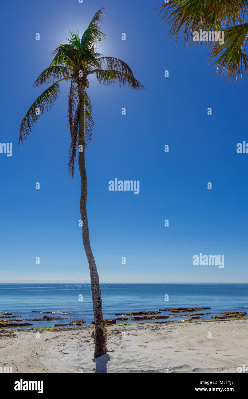 USA, Florida, Palm Tree auf perfekten weißen Sandstrand wie im Paradies Stockfoto
