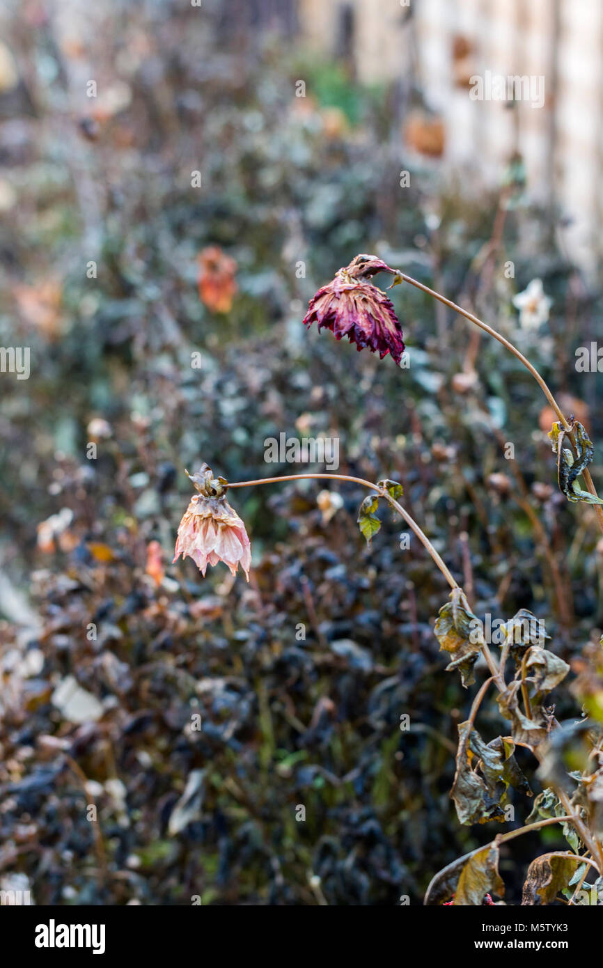 Dahlien zurück sterben nach einem Frost Stockfoto