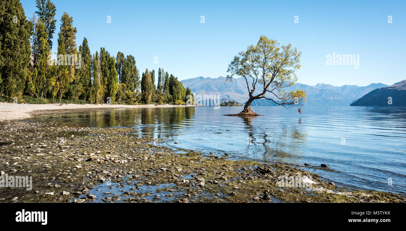 Einsamer Baum in Lake Wanaka, Südinsel, Neuseeland Stockfoto