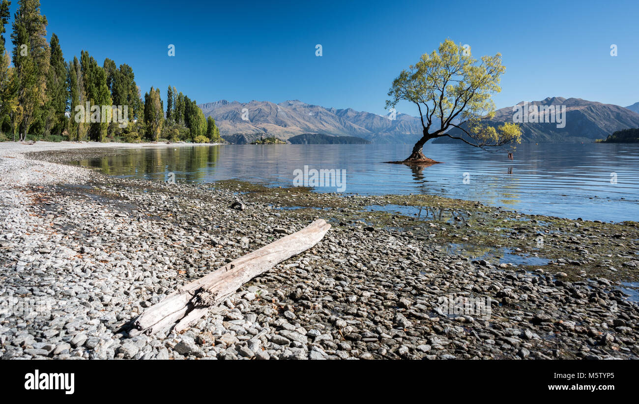 Einsamer Baum in Lake Wanaka, Südinsel, Neuseeland Stockfoto