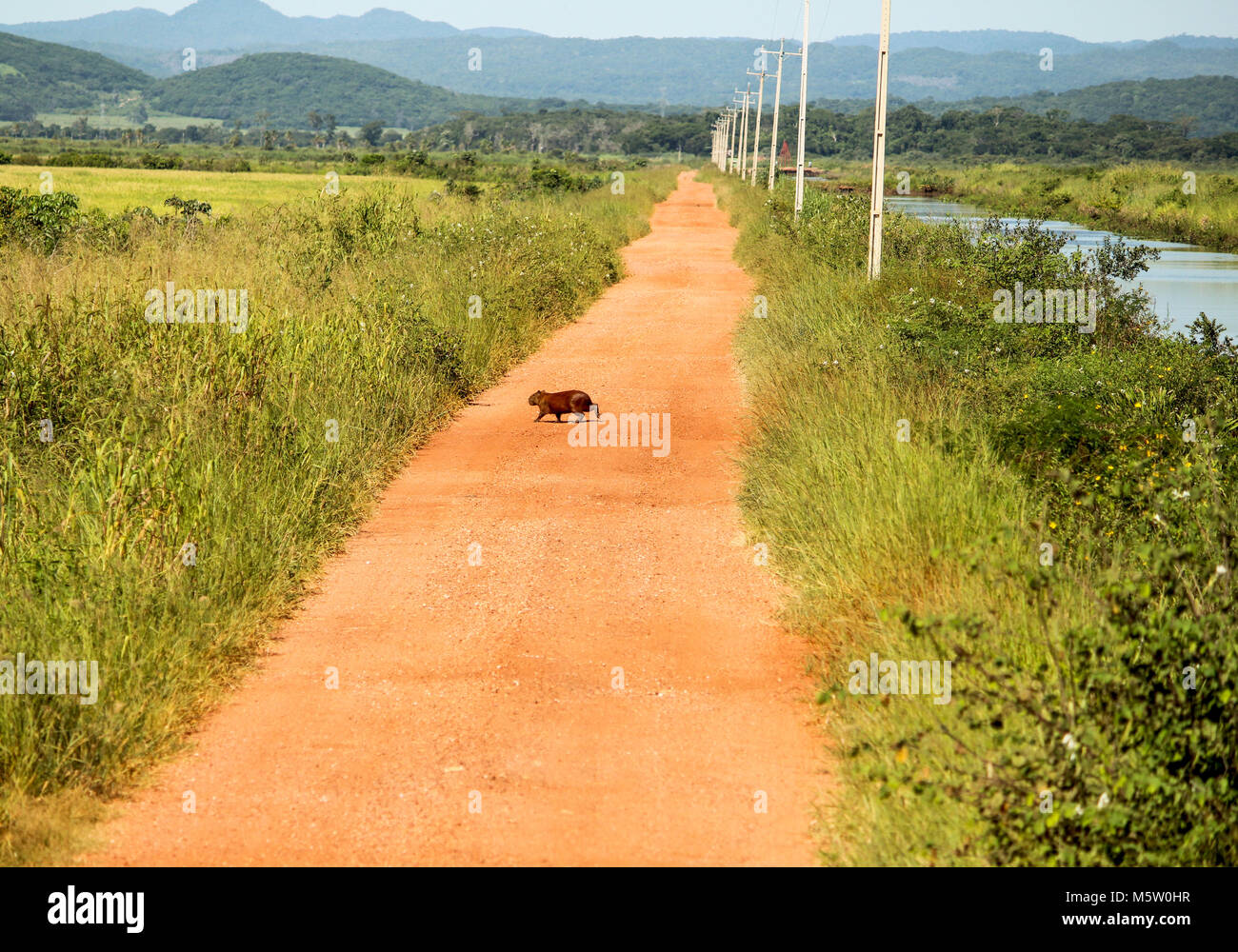 Paca atravessando a Rua Stockfoto