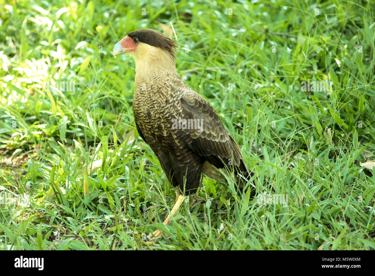 Gavião Carcará Stockfoto