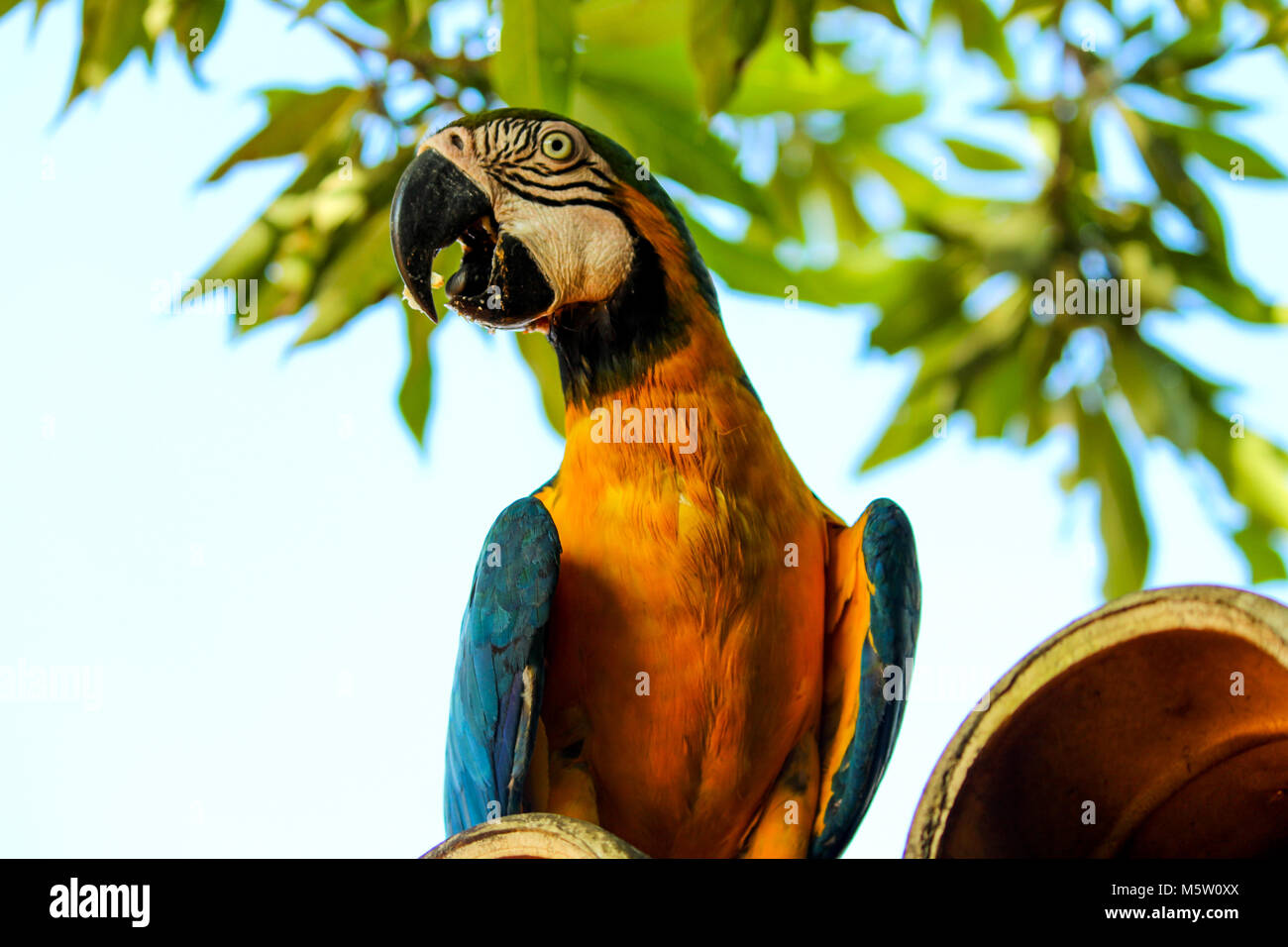 Arara do peito laranjado Stockfoto