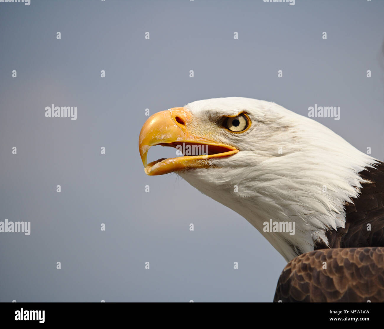 Porträt eines erwachsenen Weißkopfseeadler Stockfoto