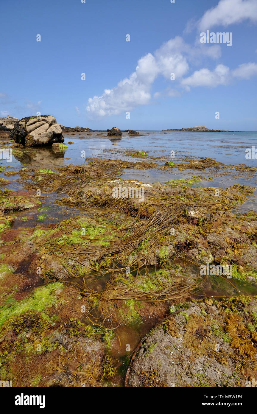 Meereslandschaft und Blick auf Felsen, Algen und Algen vom niedrigen Standpunkt aus mit blauem Himmel und Wolken. Scilly-Inseln, England Stockfoto