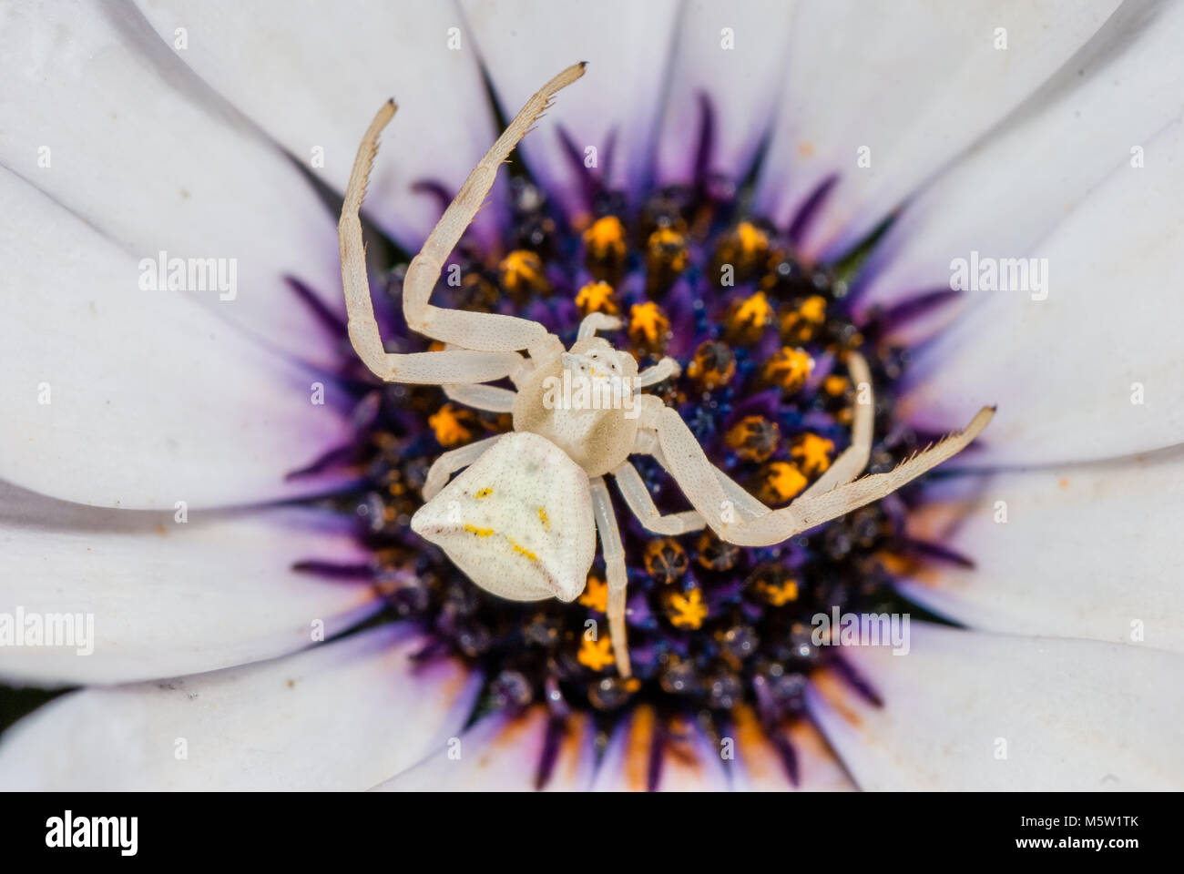 White crab Spider, Thomisus onustus, auf einer Blume, blue-eyed Daisy, Katalonien, Spanien Stockfoto