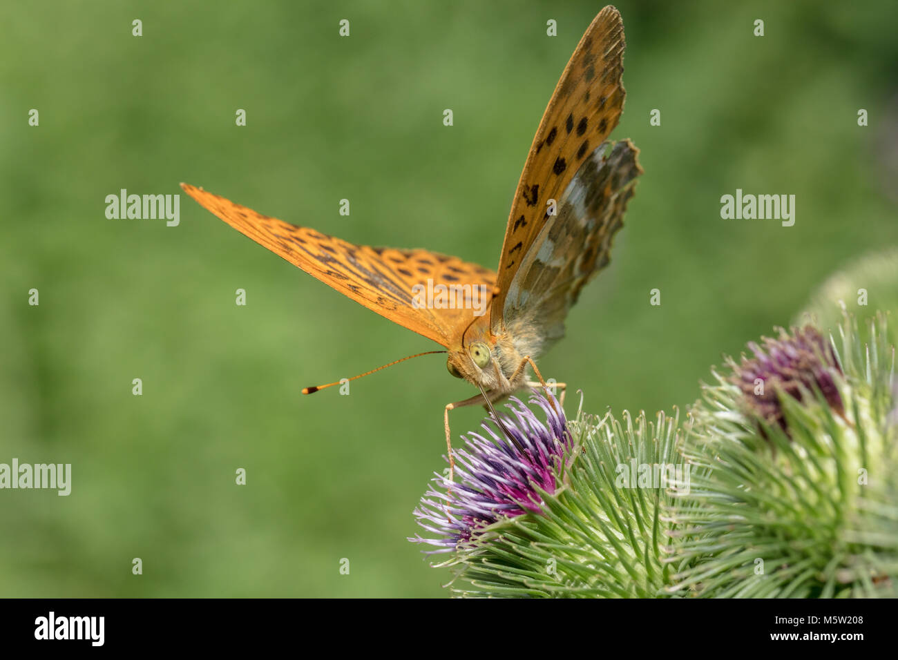 Silber - gewaschen Fritillaryschmetterling auf Thistle Stockfoto