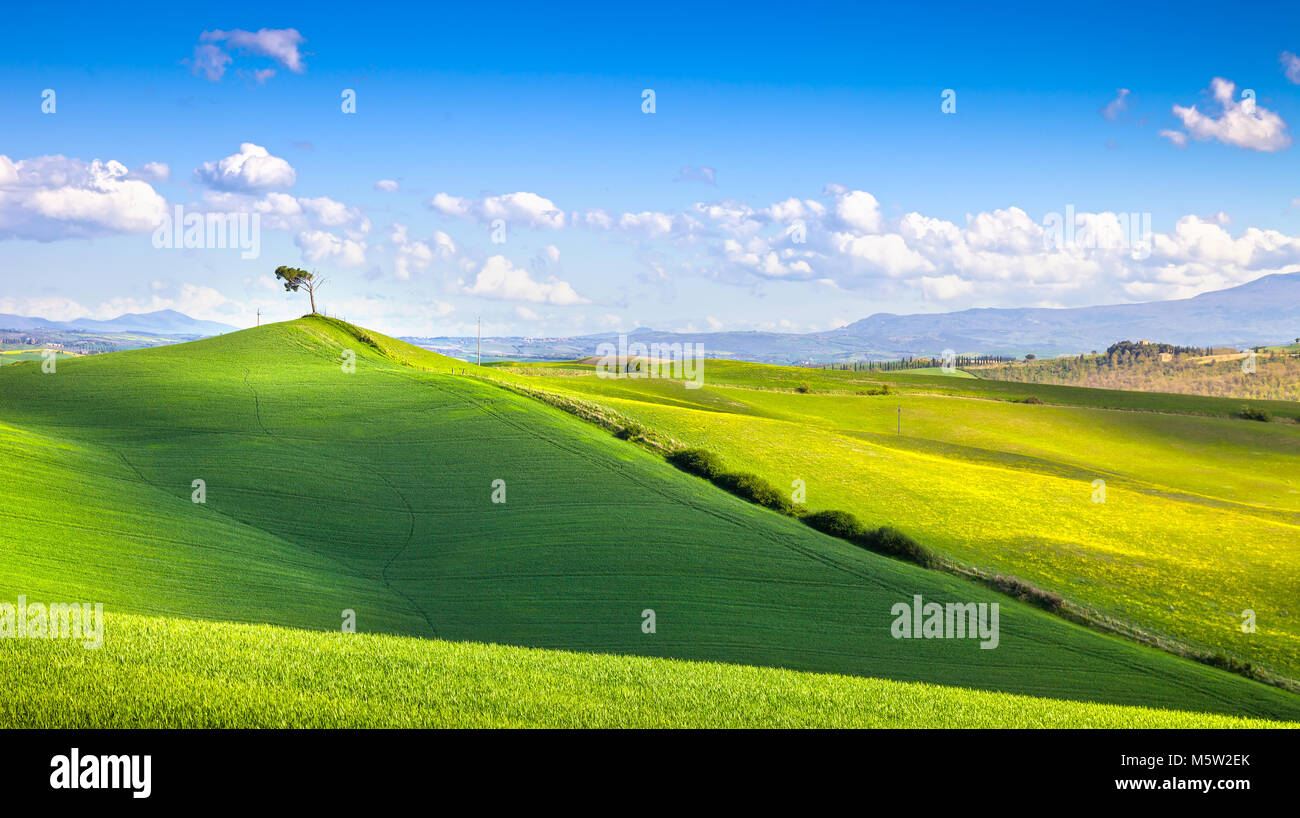 Toskana Panorama, sanfte Hügel, Felder, Wiese und Einsamen Pinie. Italien, Europa Stockfoto