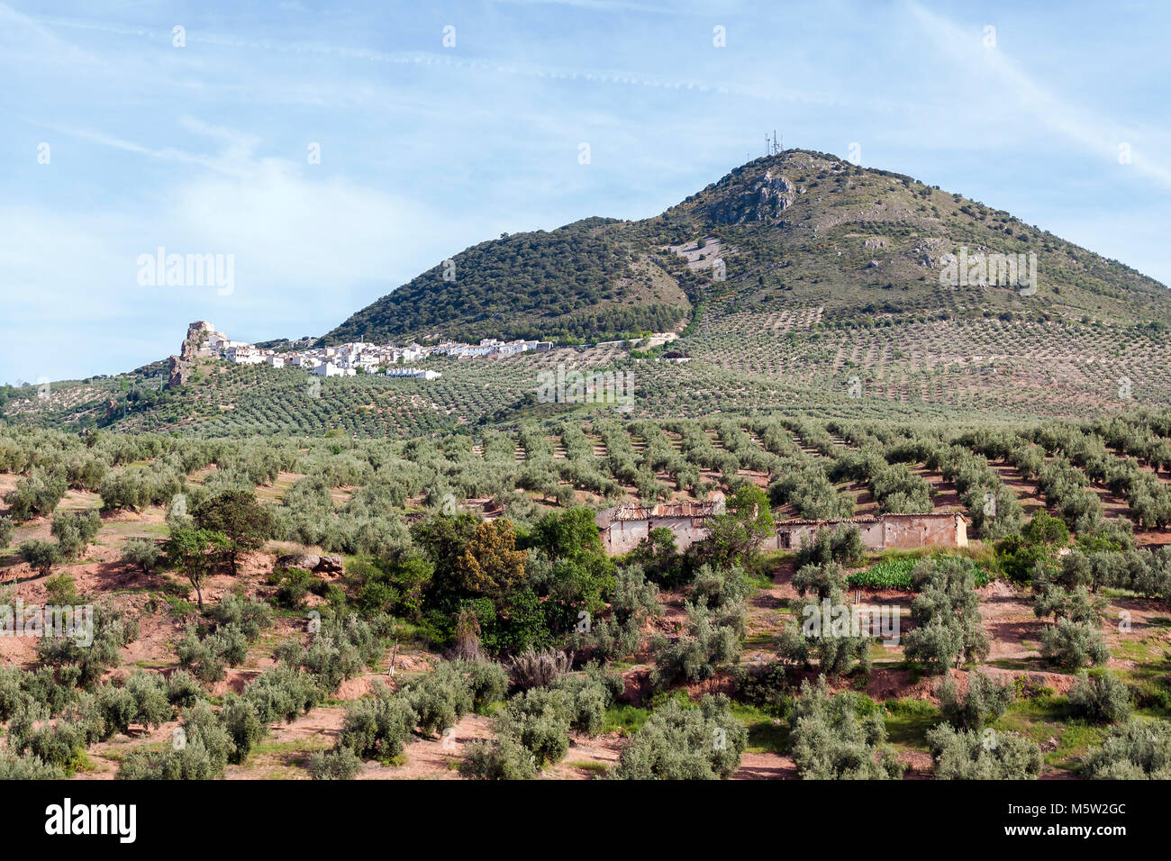 Olivos en la Sierra Mágina. Jaén. Andalusien. España Stockfoto