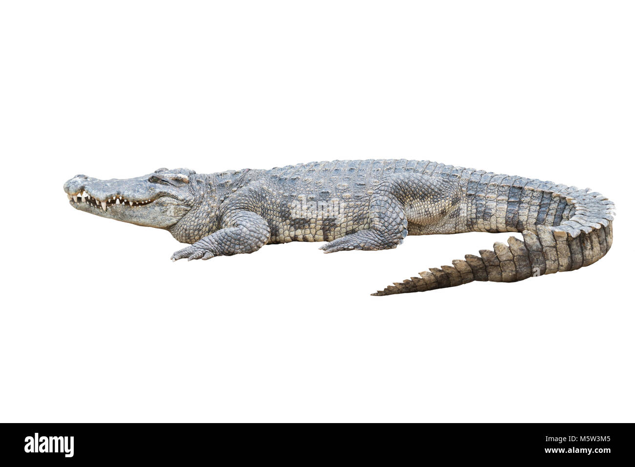 Eine Siamesische Krokodil auf weißem Hintergrund Stockfoto