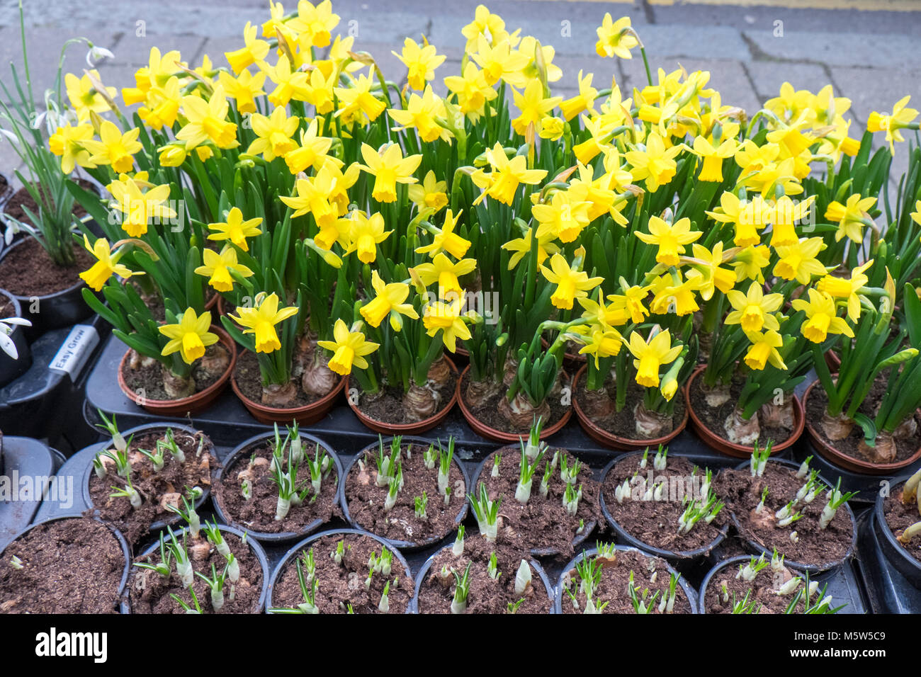 Tage vor, Saint, Davids, Tag, St. David's Day, Narzisse, Narzissen, Pflanzen, Verkauf, at, Lokale, Mittwoch, Markt, Machynlleth, Powys, Mitte, Wales, Großbritannien, Großbritannien, Europa, Stockfoto