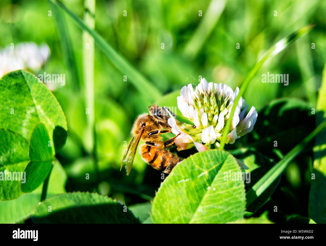 Western Honig Biene auf einer Blume-Apis mellifera, Insecta, Hymenoptera, apidae Stockfoto