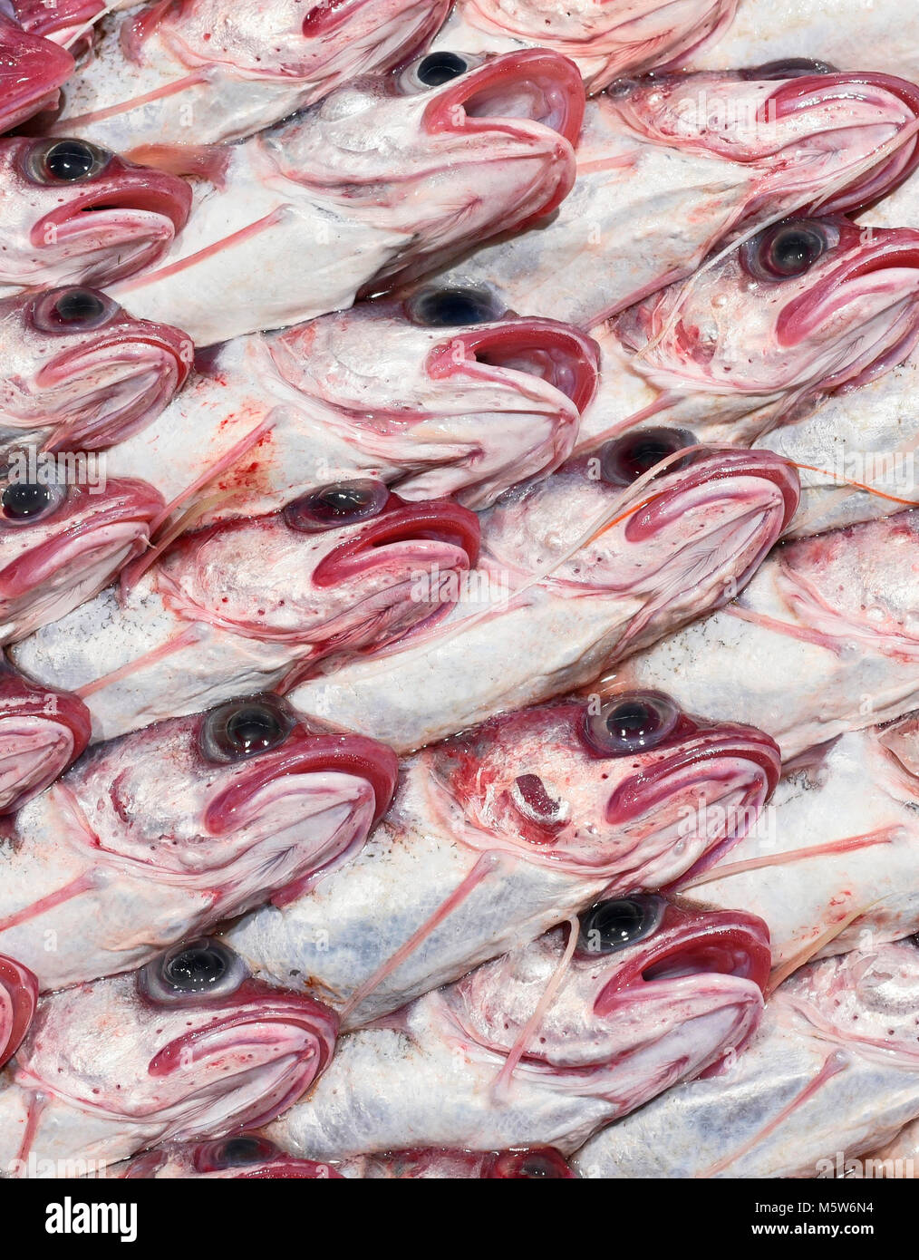 Frischer Kabeljau oder Eis gekühlt Fisch auf einem Fischmarkt abgewürgt. Nahaufnahme von frischem Seefisch in einer Reihe. Gourmet Essen, gesunde Ernährung Szene, rohen Fisch. Stockfoto
