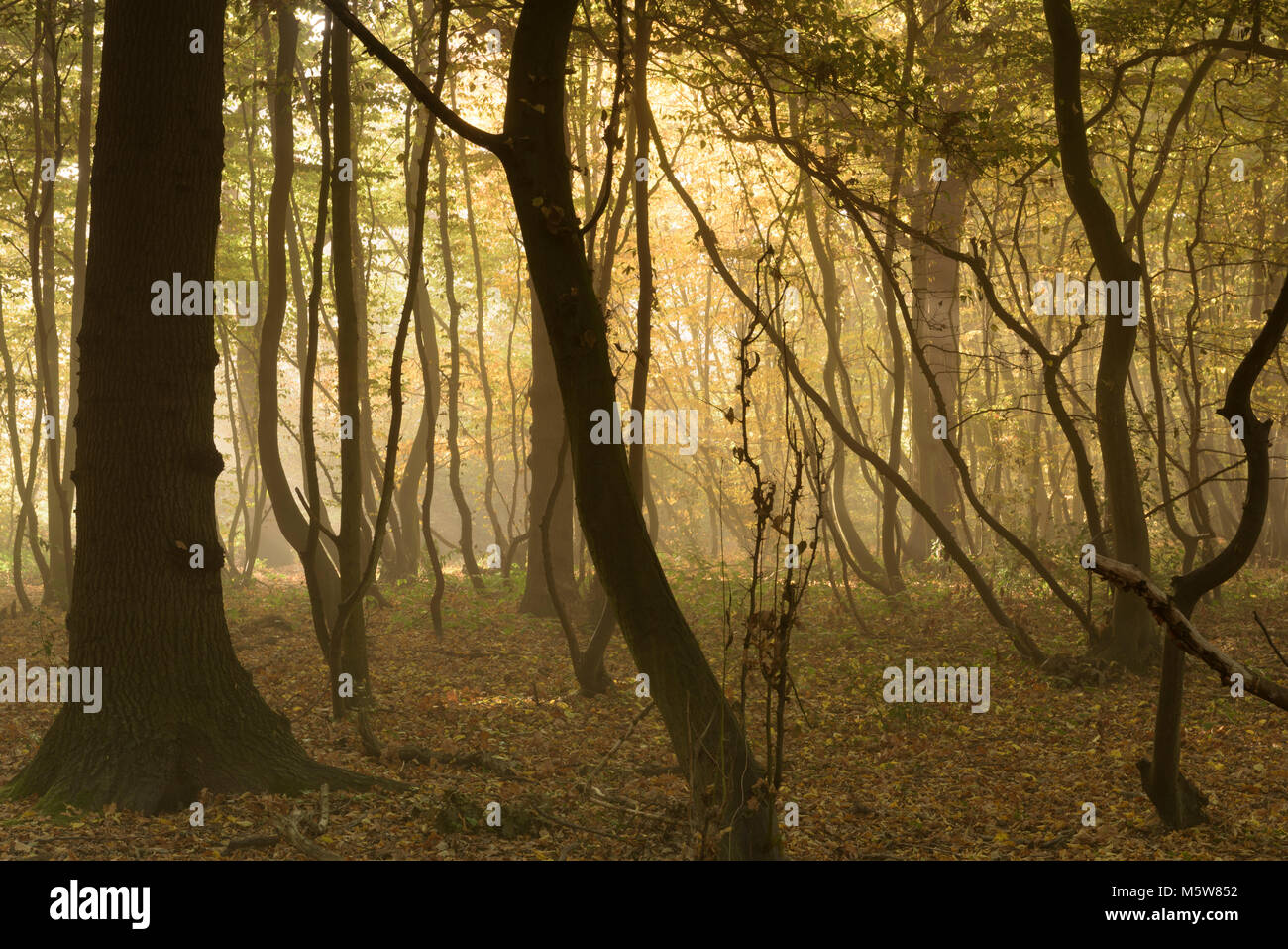 Misty Morning, Herbst Sonnenlicht versuchen, durch den Dunst und Nebel zu brennen, in einer britischen Wälder. Stockfoto