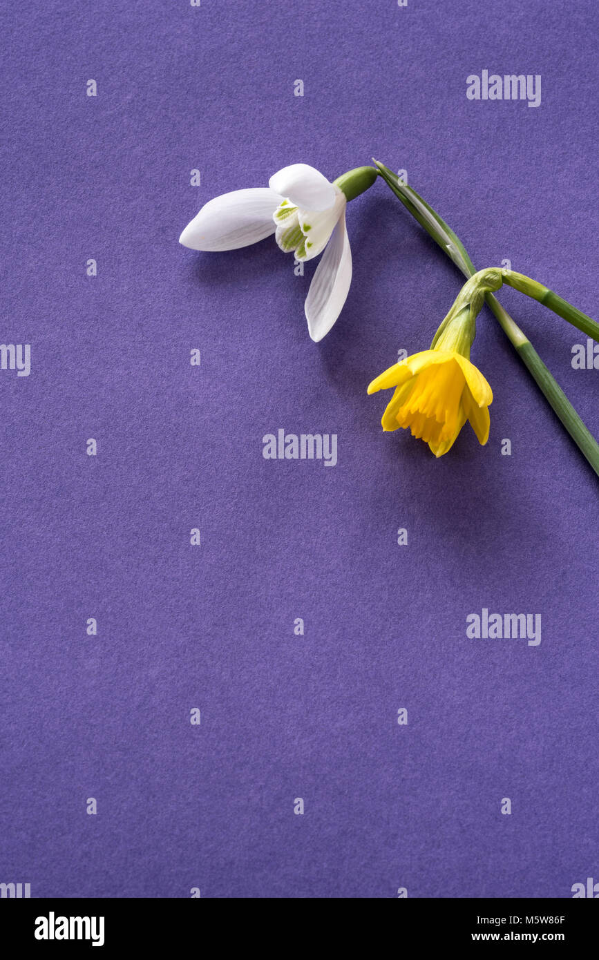 Einzelne Blume von daffodil Tete a Tete und einzigen Schneeglöckchen, auf einem violetten Hintergrund. Stockfoto