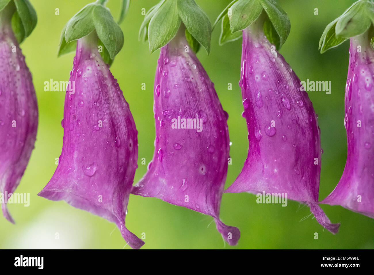 Fingerhut Blumen im Regen abgedeckt Stockfoto