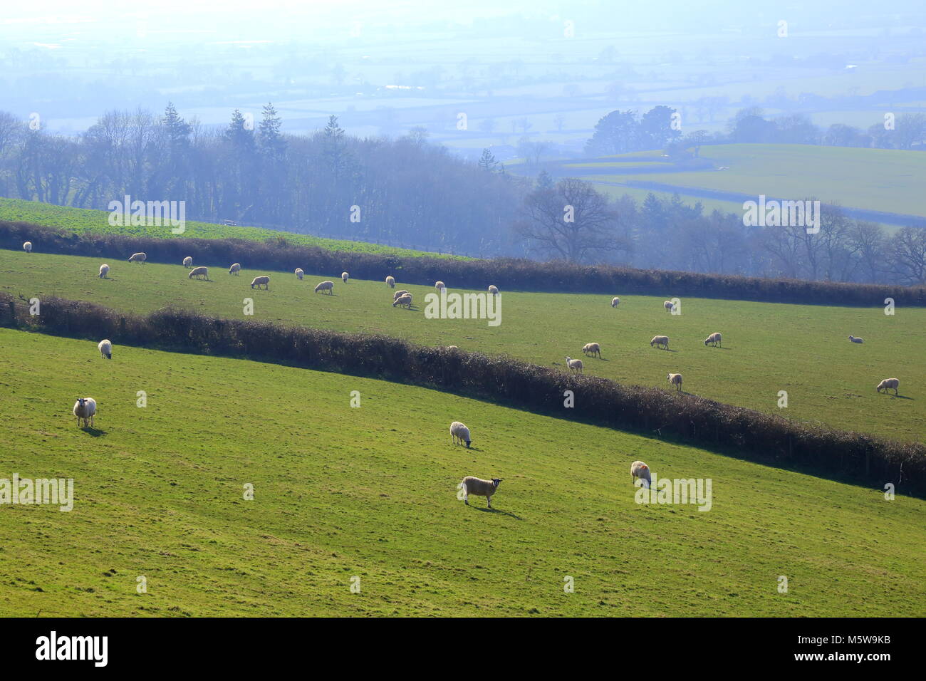 Herde Schafe grasen auf den landwirtschaftlichen Flächen in der Nähe von musbury Hill in East Devon Gebiet von außergewöhnlicher natürlicher Schönheit (AONB) Stockfoto
