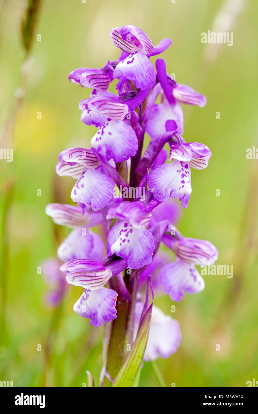Green-winged Orchid, Großbritannien Stockfoto