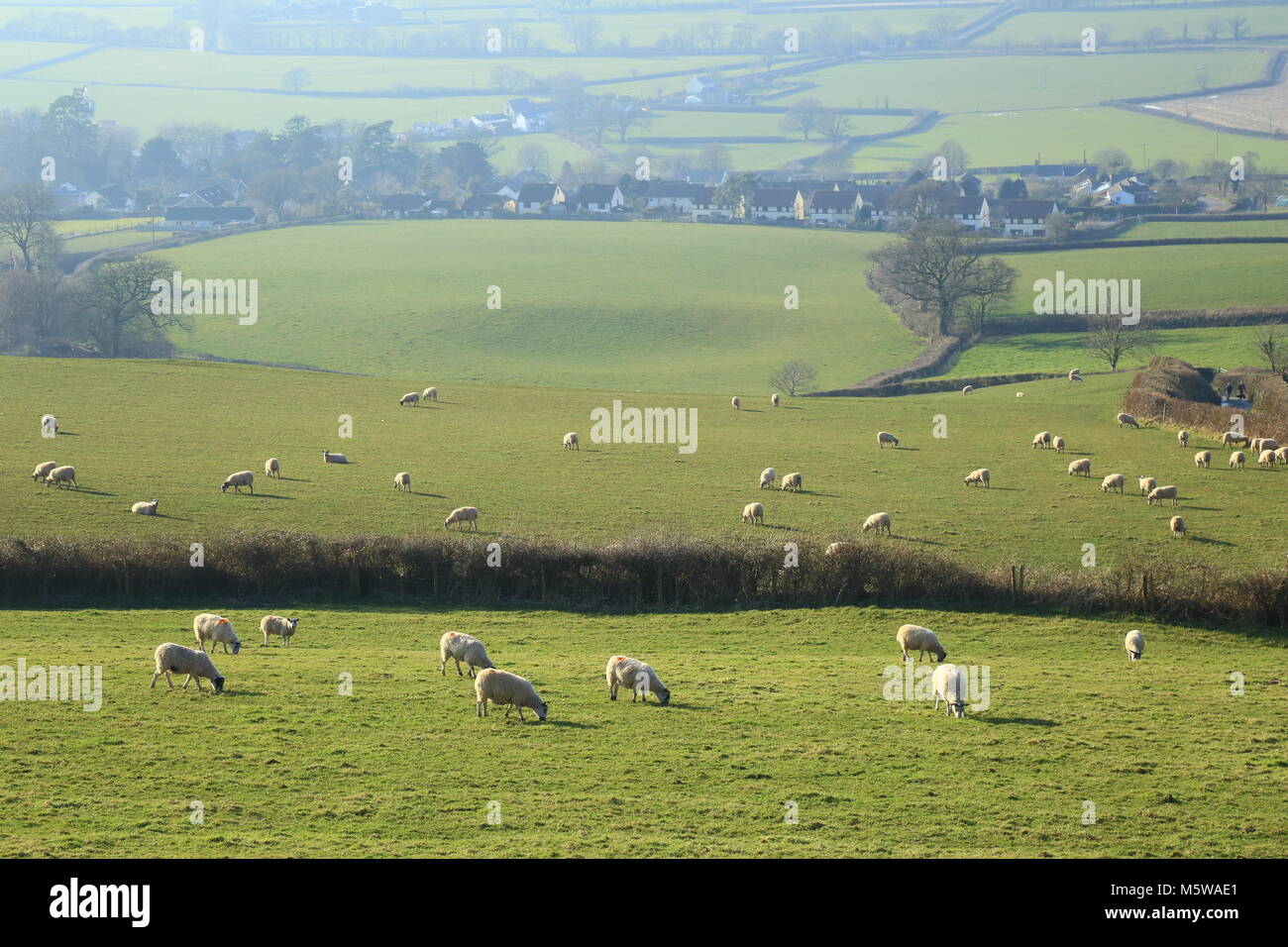 Herde Schafe grasen auf den landwirtschaftlichen Flächen in der Nähe von musbury Hill in East Devon Gebiet von außergewöhnlicher natürlicher Schönheit (AONB) Stockfoto