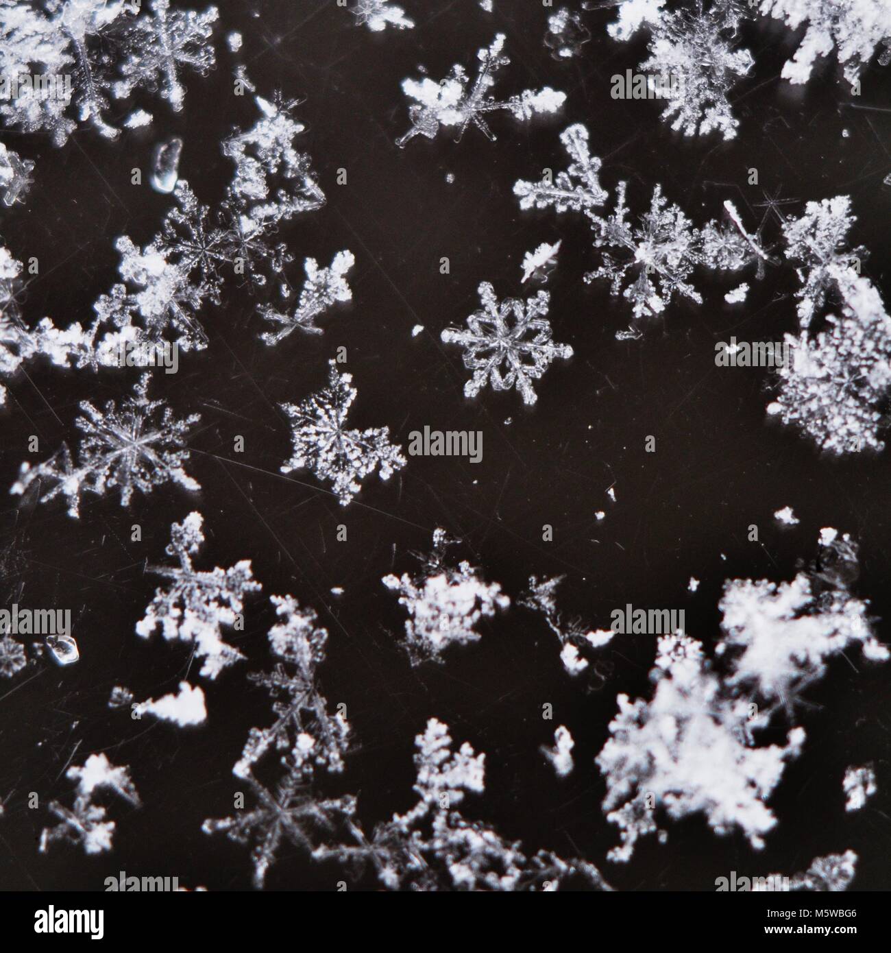 Makro-ansicht von Schneeflocken bei hoher Vergrößerung Makro, Winter Wetter Stockfoto