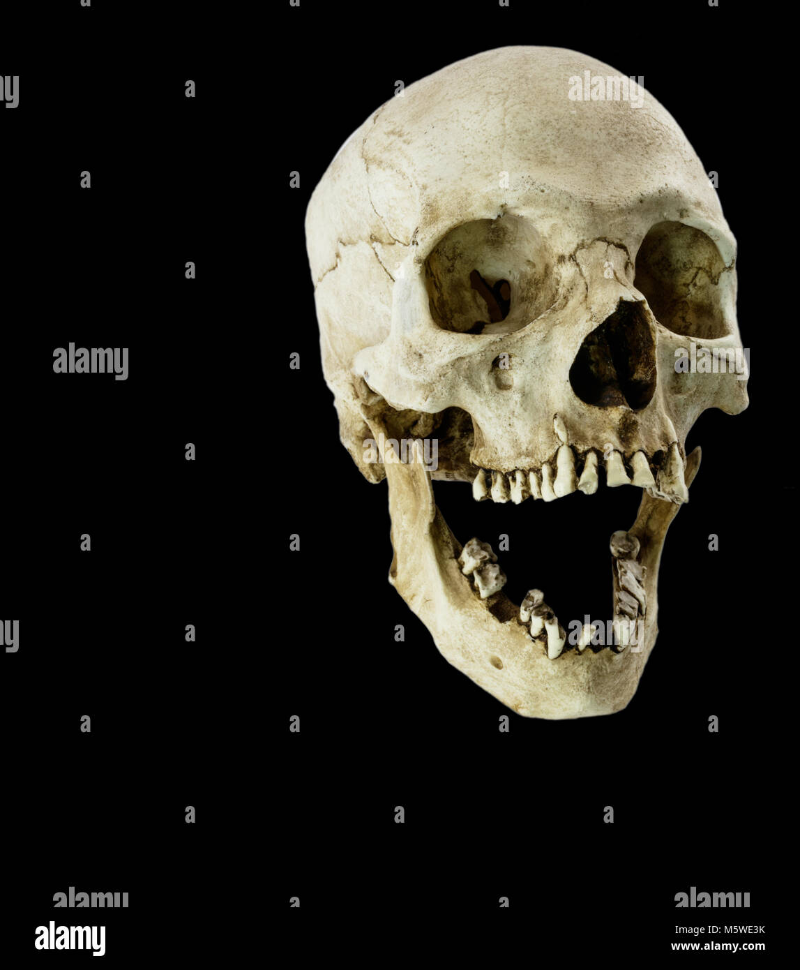 Fiberglas menschlicher Schädel mit Mund weit geöffnet, der in einem Winkel von 45 Grad Stockfoto