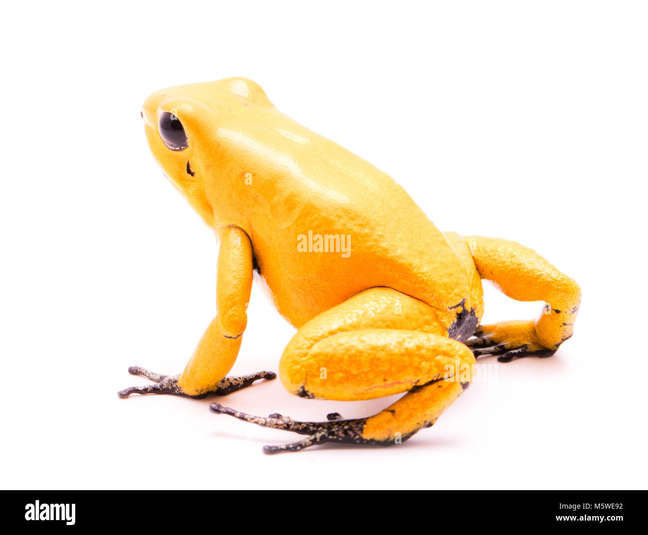 Poison dart Frog, Phyllobates terribilis Gelb. Die meisten giftigen Tier aus dem Regenwald des Amazonas in Kolumbien, eine gefährliche Amphibien mit Warnung col Stockfoto