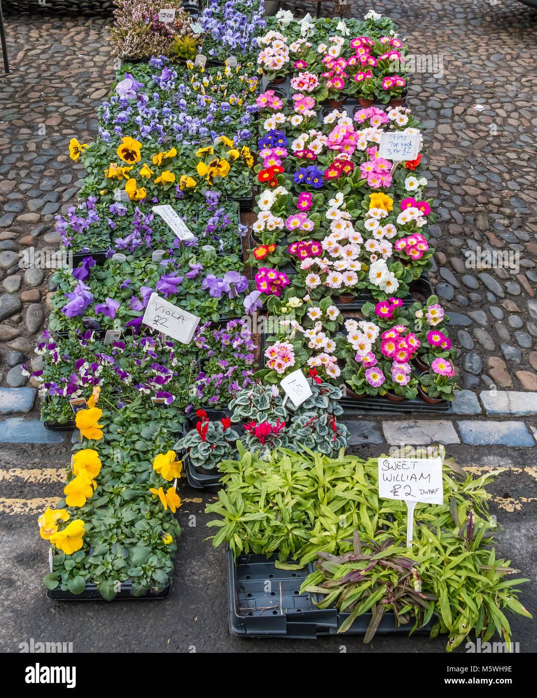 Eine bunte Anzeige der Winter und Frühjahr blühenden Garten Pflanzen zum Verkauf auf einen Markt Stockfoto
